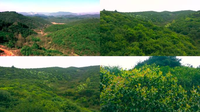 山村茶树林茶子油茶树农业经济作物种植业