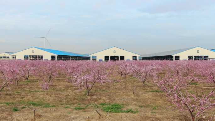 企业 牧场 桃花园  绿色生态环境 工厂
