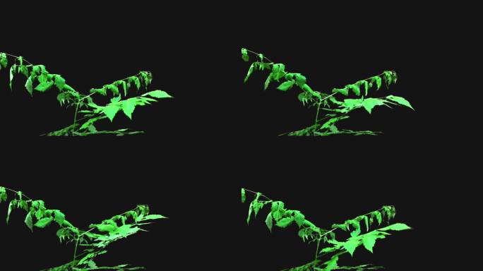 实拍绿叶植物带通道抠像视频素材