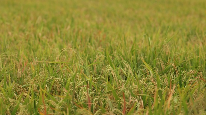 4K航拍稻田 水稻成熟视频 乡村农业种植