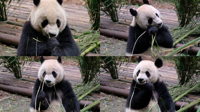 大熊猫撕开竹皮吃竹瓤（原声）