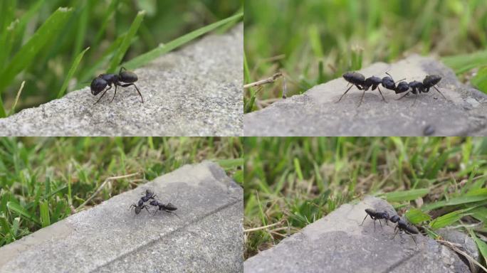 两只大黑蚂蚁打架
