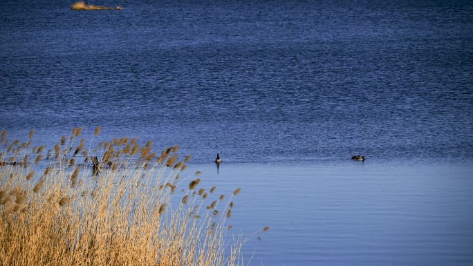 深秋-湛蓝湖面、芦花与野鸭