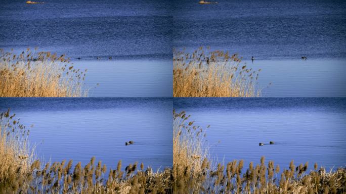 深秋-湛蓝湖面、芦花与野鸭