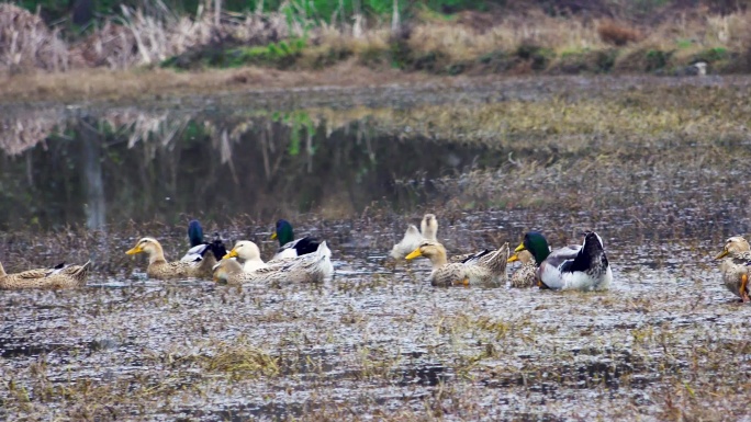 麻鸭农村散养的鸭子农业养殖业家禽生态养殖