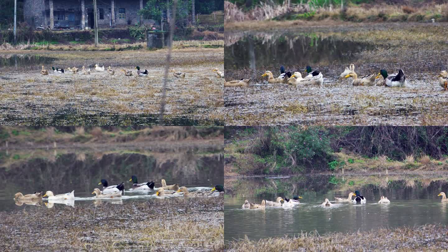 麻鸭农村散养的鸭子农业养殖业家禽生态养殖