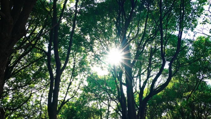 阳光下树林里阳树林逆光