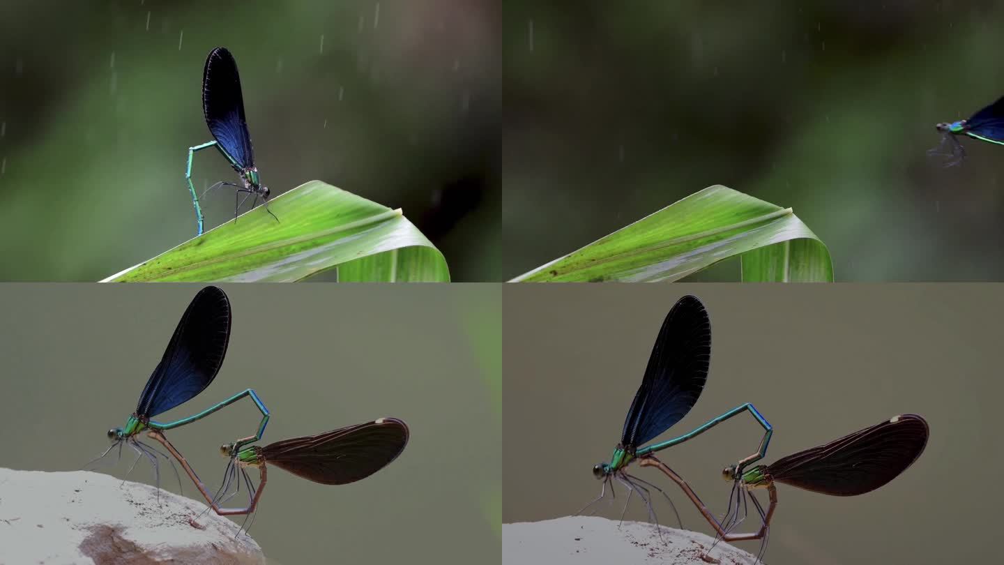 微距昆虫-透顶单脉色蟌交尾4K视频