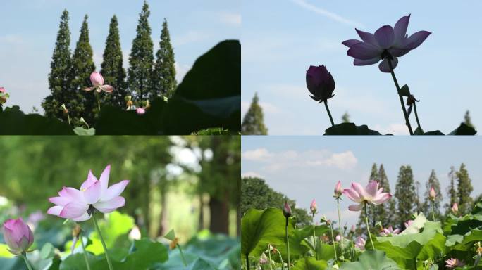 4K60帧 夏季风景视频 荷塘荷花特写