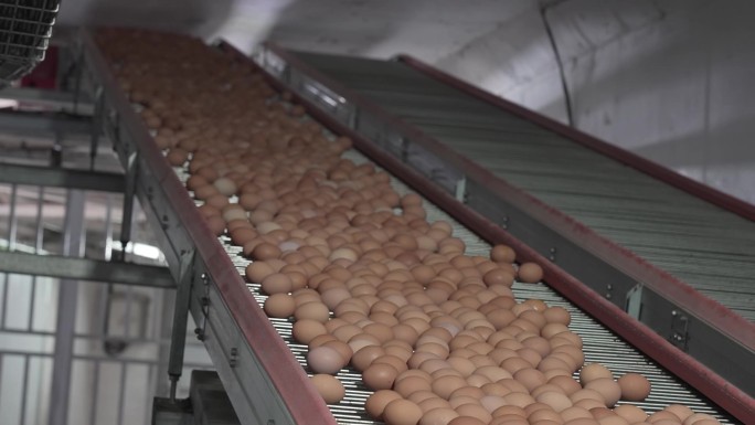 自动化鸡蛋厂高质量视频