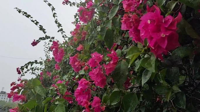 风吹雨打三角梅雨洒绿树叶鲜花雨淋鲜花