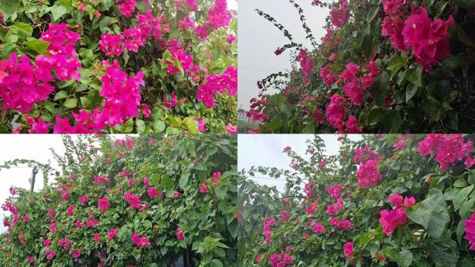 风吹雨打三角梅雨洒绿树叶鲜花雨淋鲜花