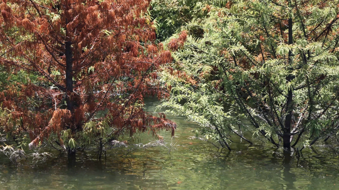 4k 水生植物 生长在水里的树