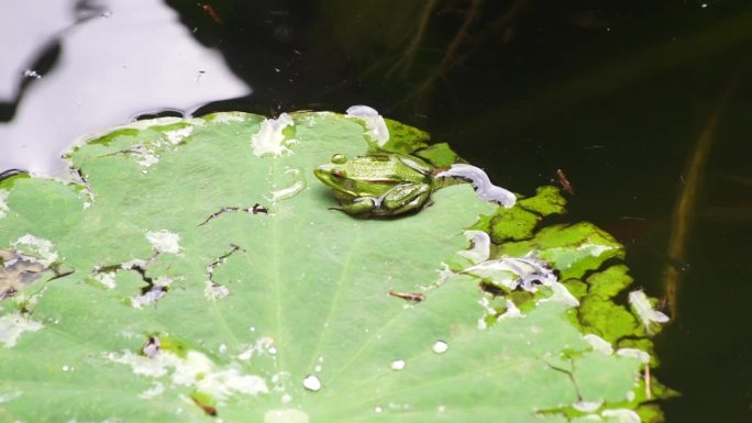 池塘荷叶上端坐的绿色小青蛙