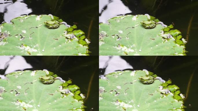 池塘荷叶上端坐的绿色小青蛙