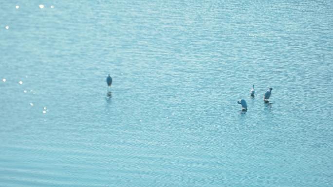 飞鸟白鹭在水面捕食