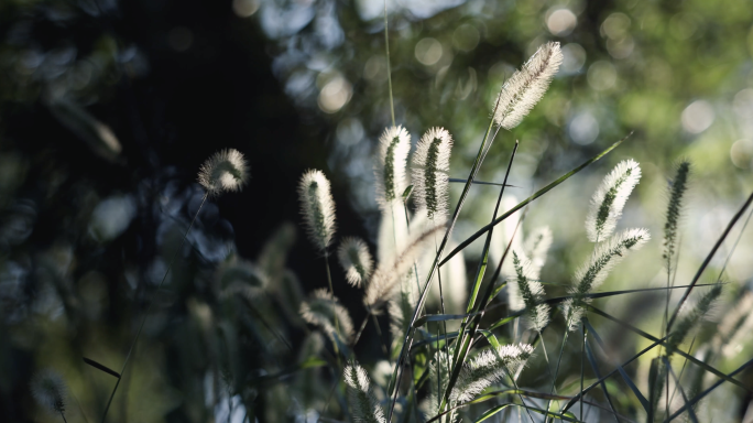 4k 逆光下 植物光影合集 绿植 树