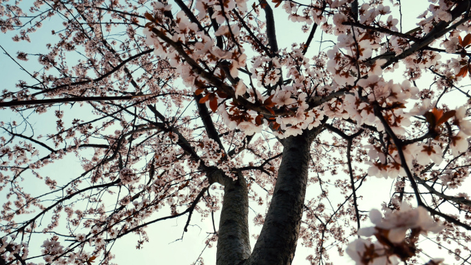 春天李子树 李花 满树繁花