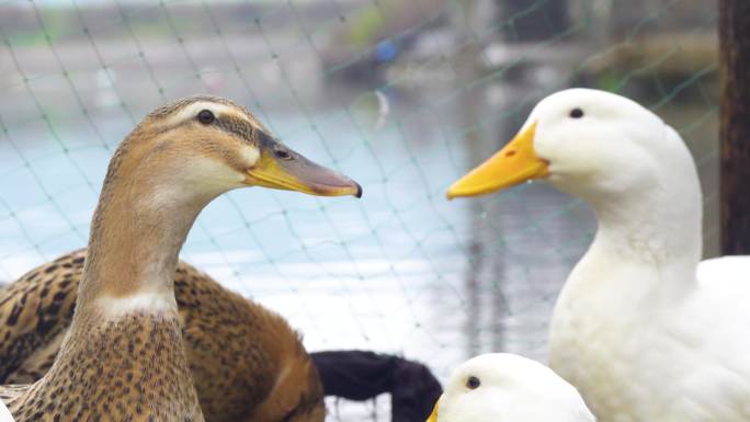 河里的鸭子农村散养麻鸭农业家禽生态养殖业