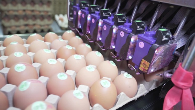 自动化鸡蛋厂高清素材
