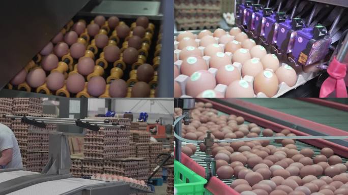 自动化鸡蛋厂高清素材