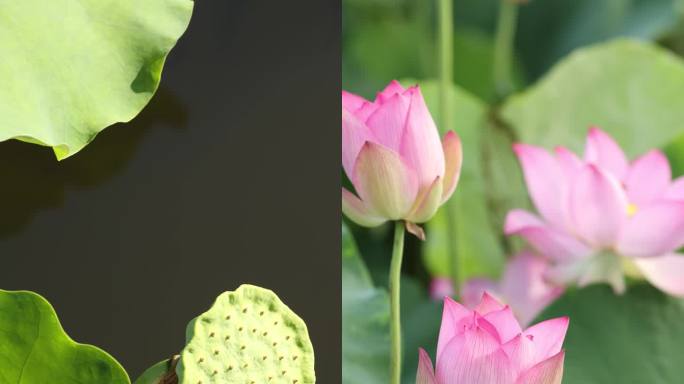 4K60荷花莲蓬特写 竖屏风景视频 荷塘