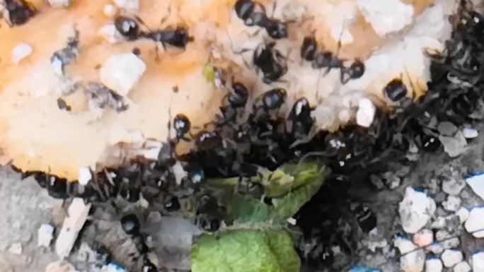 蚂蚁吃食物实拍素材34