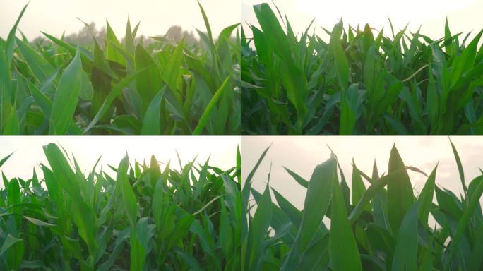 田野长势旺盛的玉米叶丨4K
