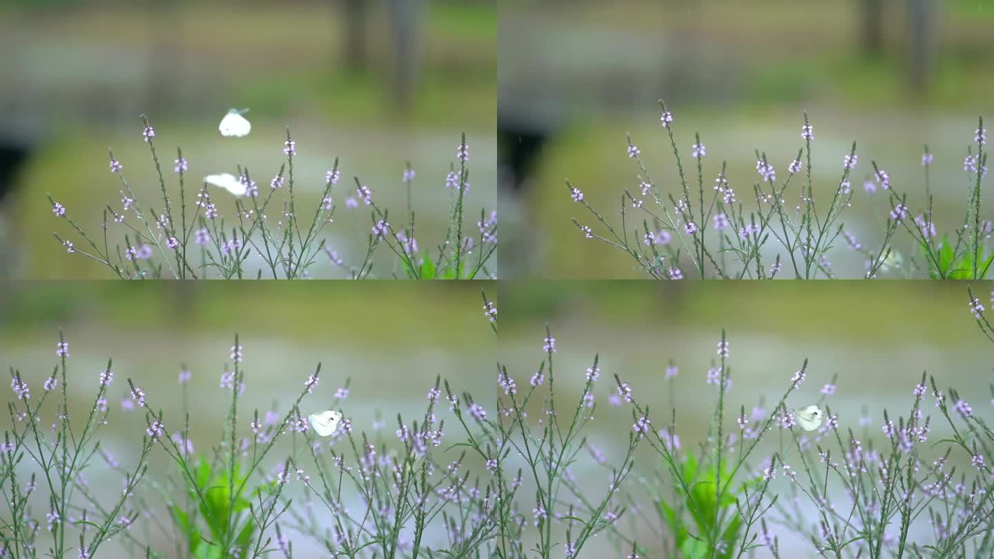 实拍浪漫空镜两只蝴蝶翩翩起舞