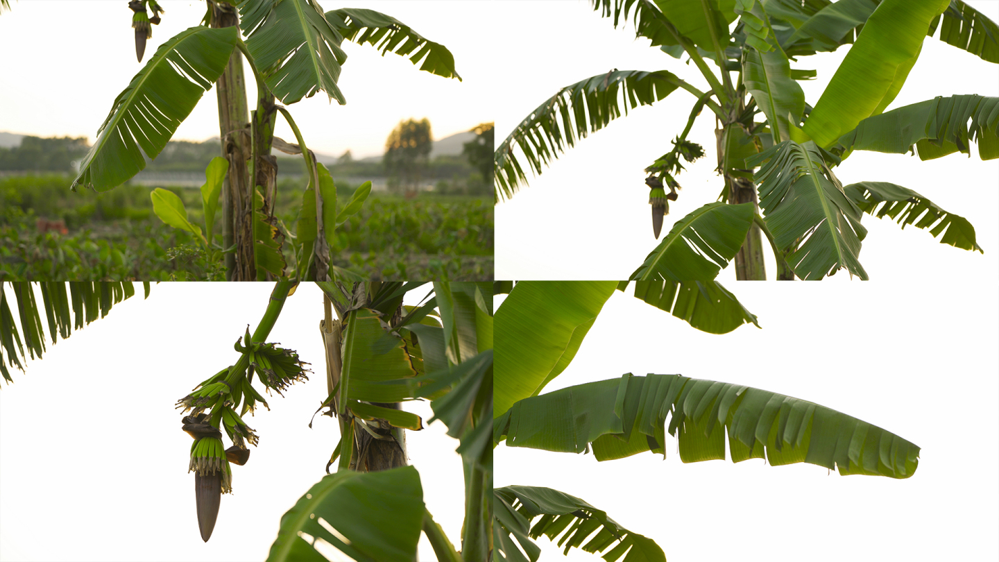 香蕉树香蕉野生香蕉农作物果树