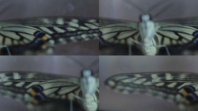 色彩斑斓的蝴蝶标本局部特写