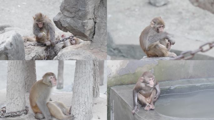徐州彭园动物园猴子