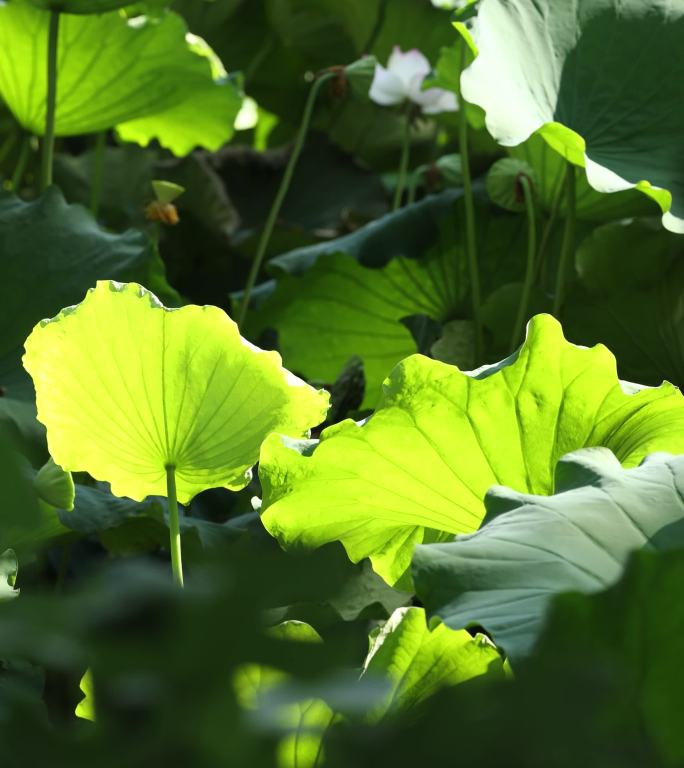 4K夏日荷塘阳光荷叶荷花特写 竖屏视频