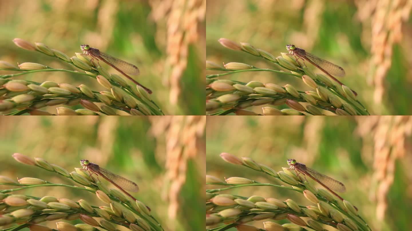 昆虫微距视频 停在稻穗上的豆娘 蟌特写