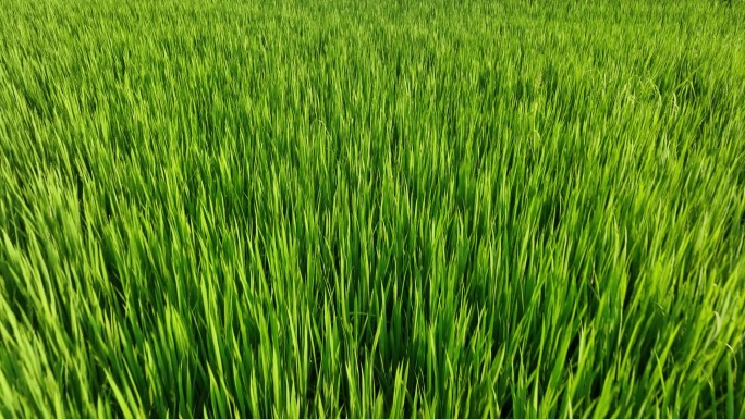 4K 航拍水稻 稻田 生长与成熟