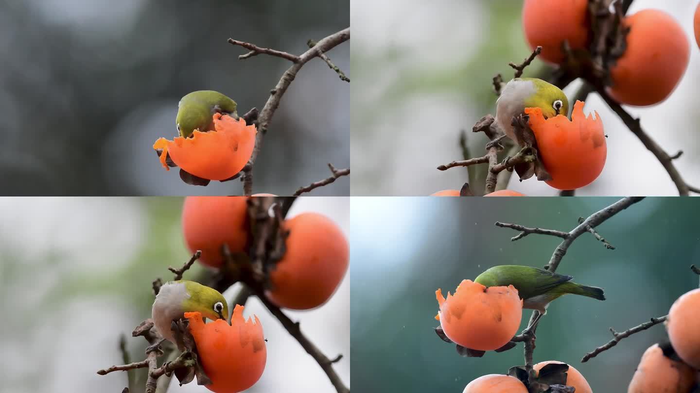 绣眼鸟树上吃柿子视频素材
