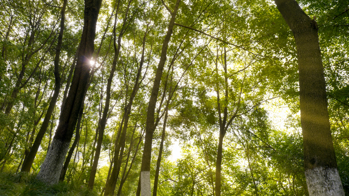 清晨阳光透过树林 阳光森林 树林光影
