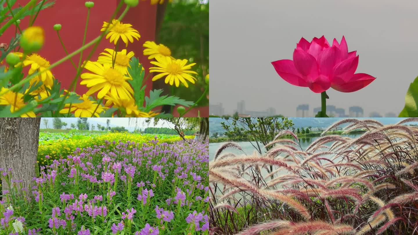 【4K】实拍各色鲜花_3840X2160_高清视频素材下载(编号:8863792)_实拍视频_光厂(VJ师网) www.vjshi.com