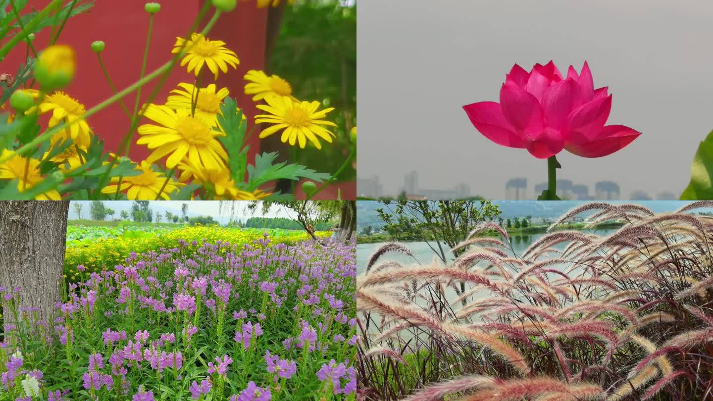 【4K】实拍各色鲜花