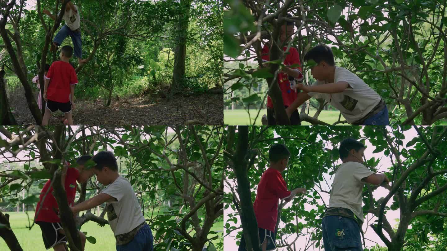 农村儿童爬树玩耍