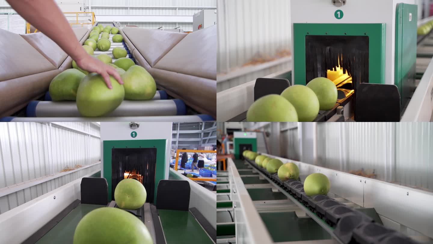 柚子自动生产线