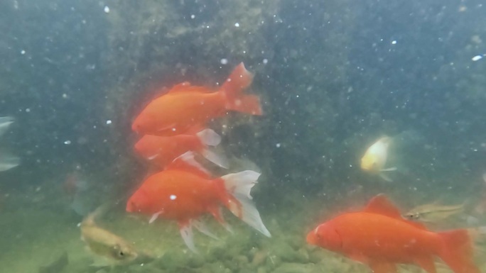 鱼池中的观赏金鱼