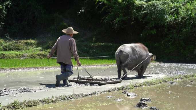 农村原始水牛耕田挑秧景象