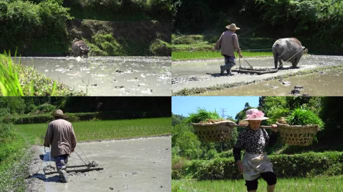 农村原始水牛耕田挑秧景象