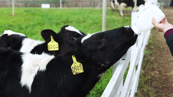 牧场里给黑白花色小奶牛喂奶