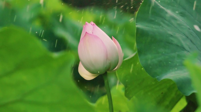 唯美写意夏日雨中荷花花苞荷塘