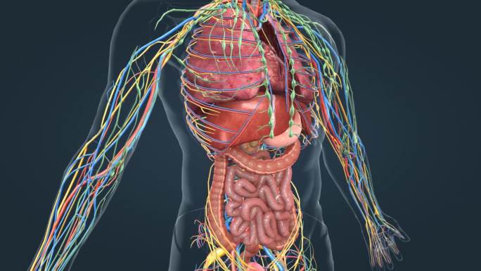 医学动画 人体器官 三维动画 肝胆 肾脏