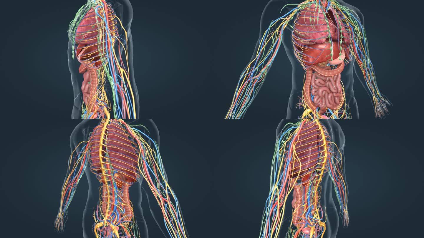 医学动画 人体器官 三维动画 肝胆 肾脏