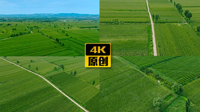 【4K】航拍农田农场玉米地