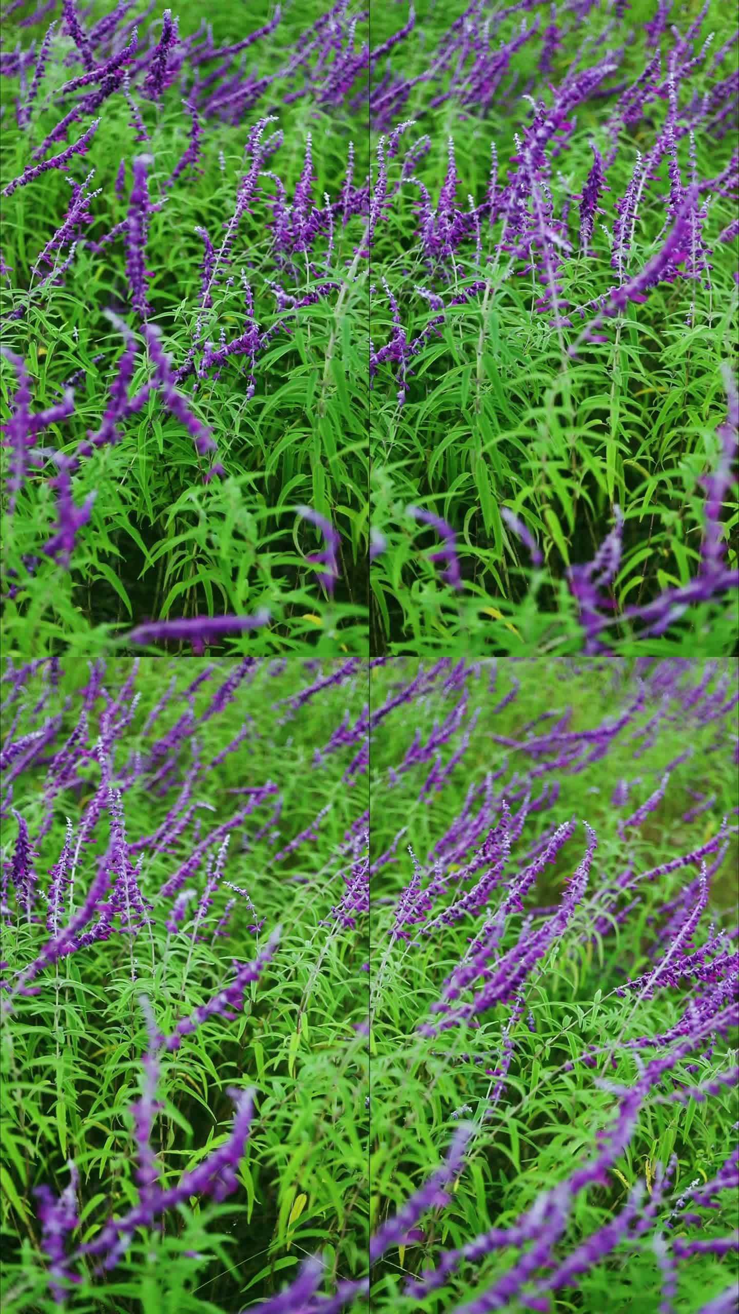紫色的鼠尾草植物